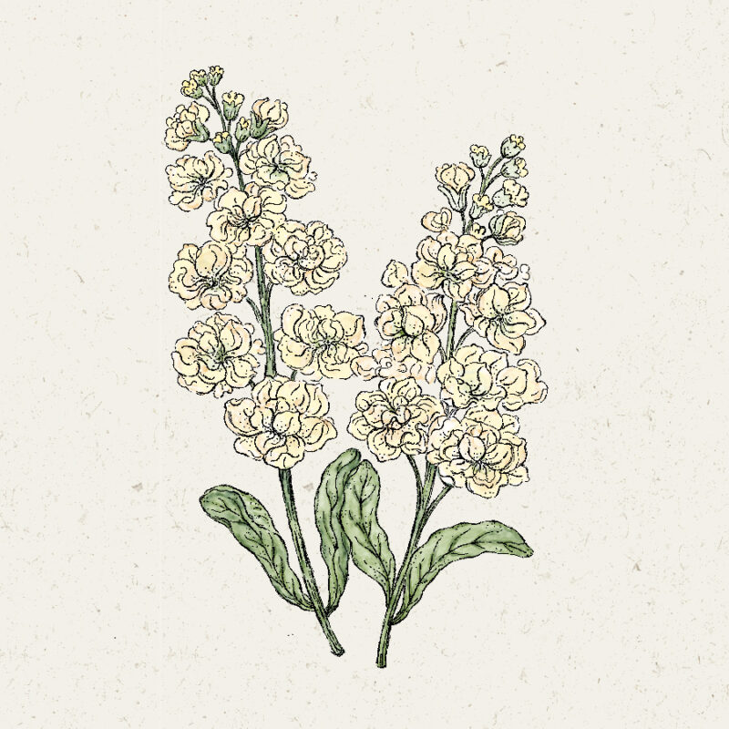 Matthiola Incana 'Iron Yellow' (Levkoje) – Bild 2