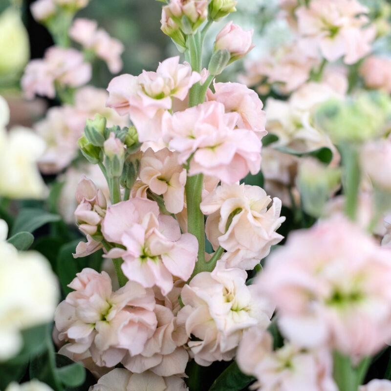 Wild Bouquets New Cottage Garden - Image 6