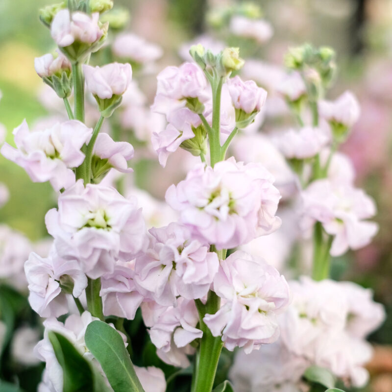 Matthiola Incana 'Iron Cherry Blossom' (Stock)