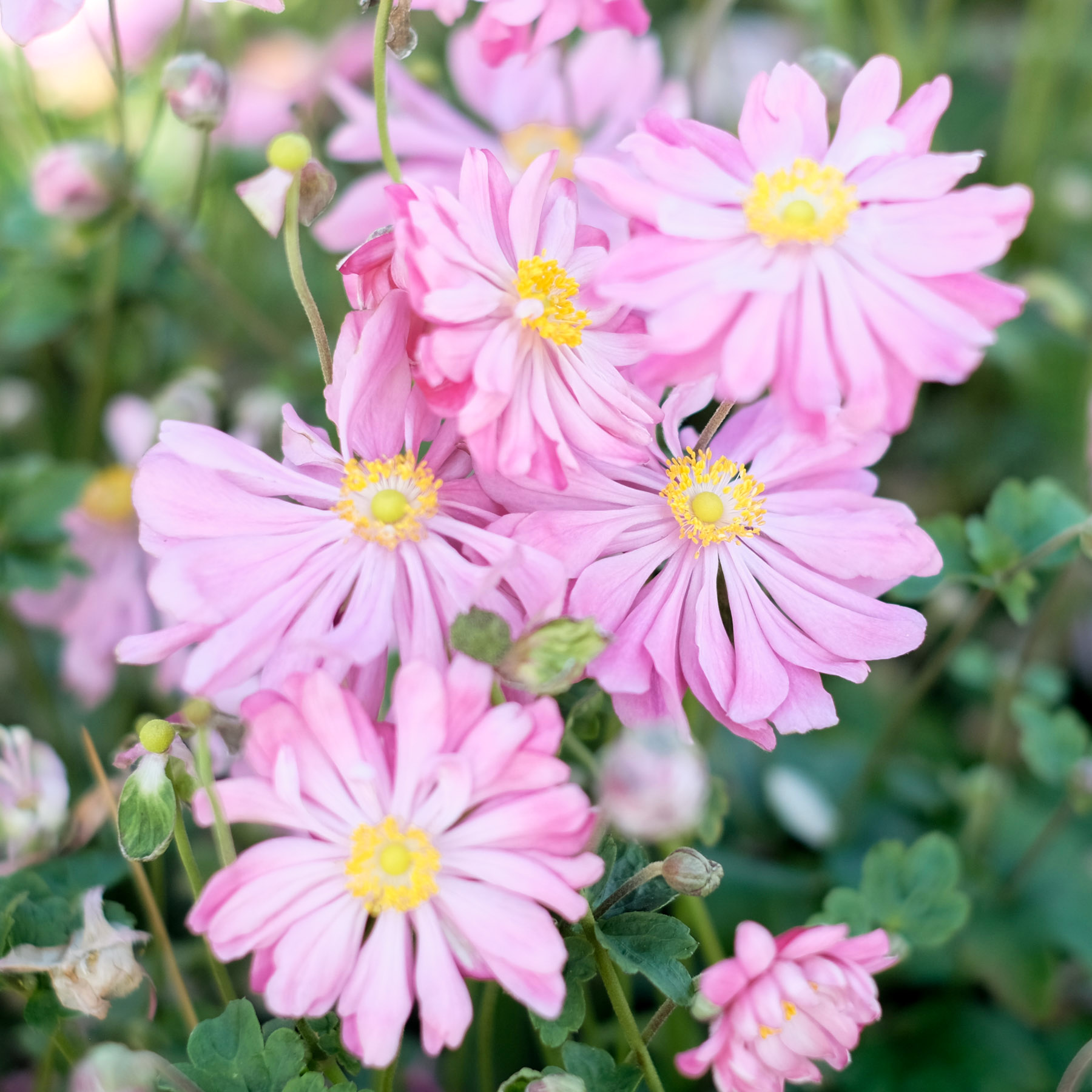Anemone Prinz Heinrich