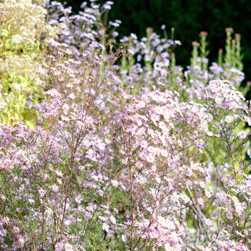 Aster pringlei 'Pink Star' (Heath Aster) - Image 2