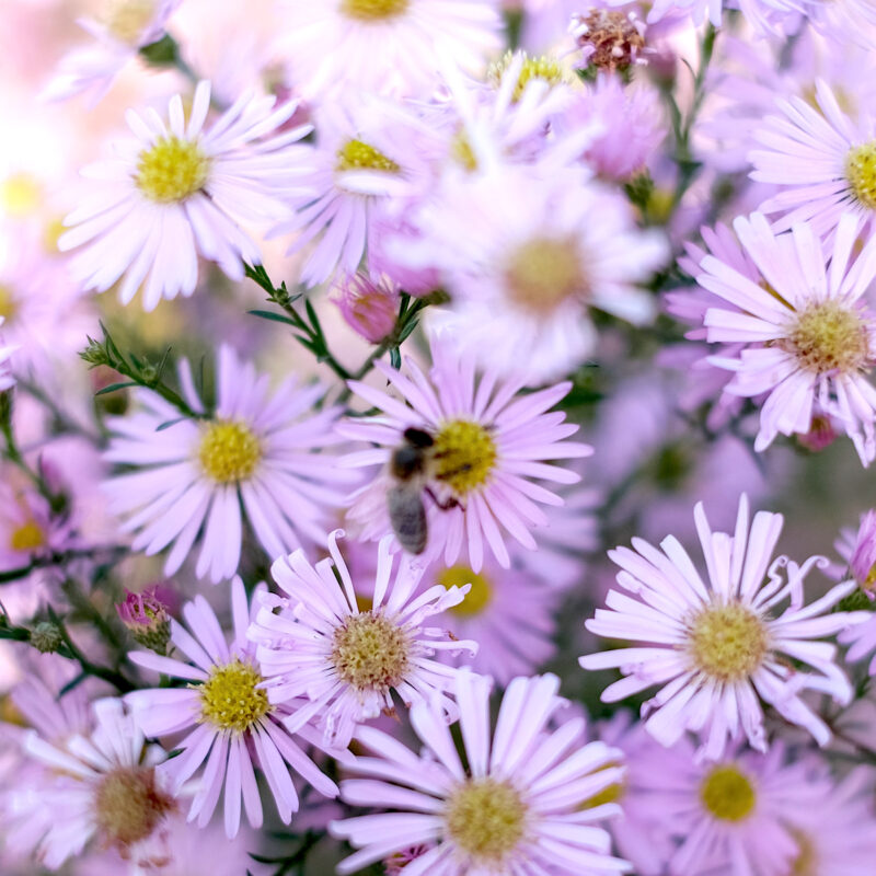 Aster pringlei 'Pink Star' (Heath Aster)