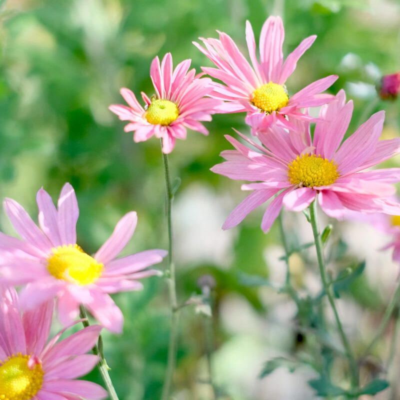 Chrysanthemum x hortorum 'Steinbacher Auslese' (Winteraster)