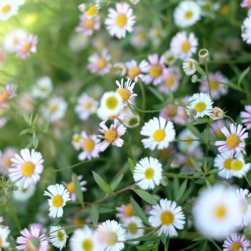 Erigeron karvinskianus 'Blütenmeer' (Spanisches Gänseblümchen)