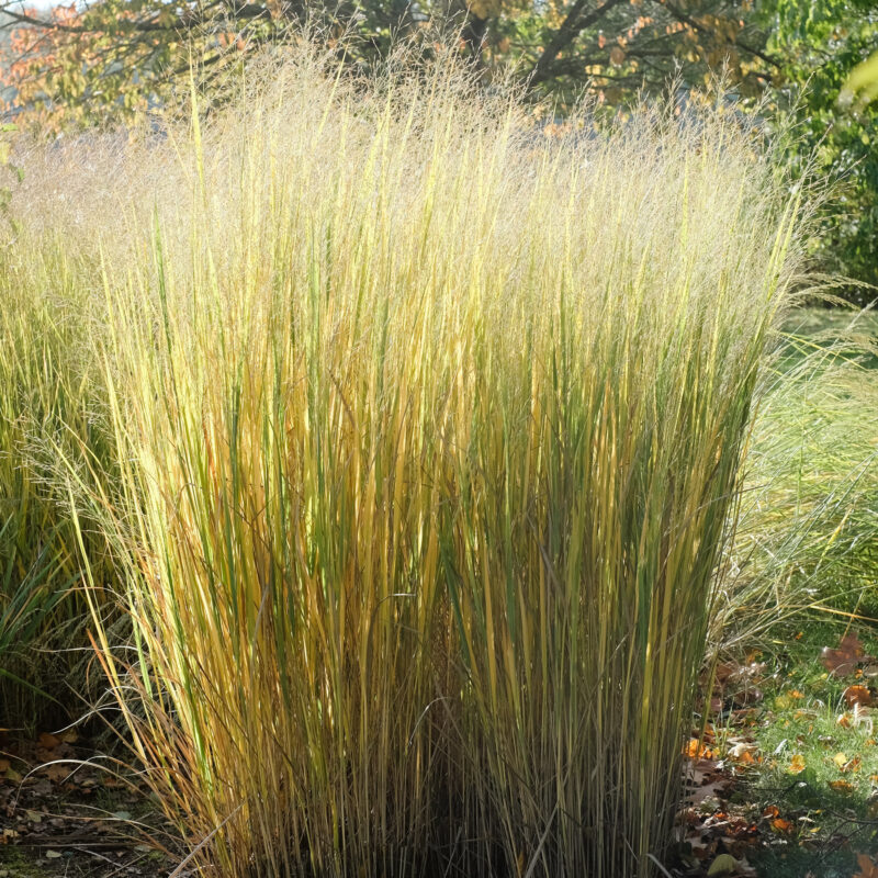 Panicum virgatum 'Northwind' (Switch Grass)