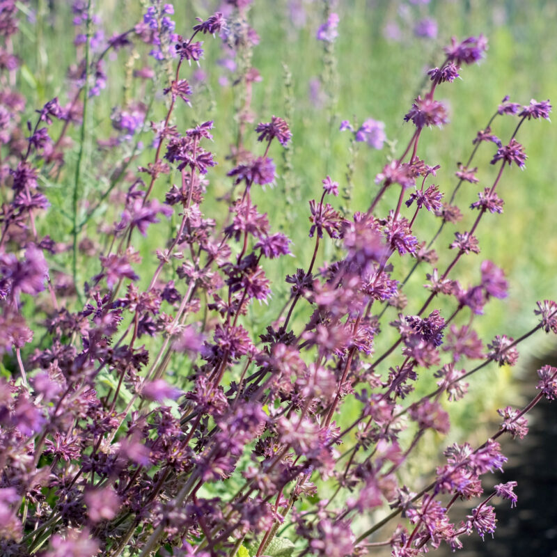 Salvia verticillata 'Purple Rain' (Whorled Clary)