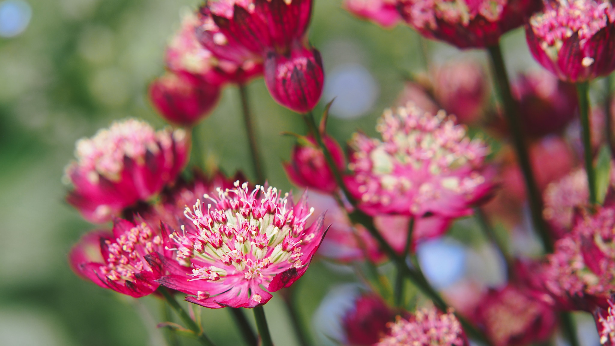 Sterndolden Star of Love