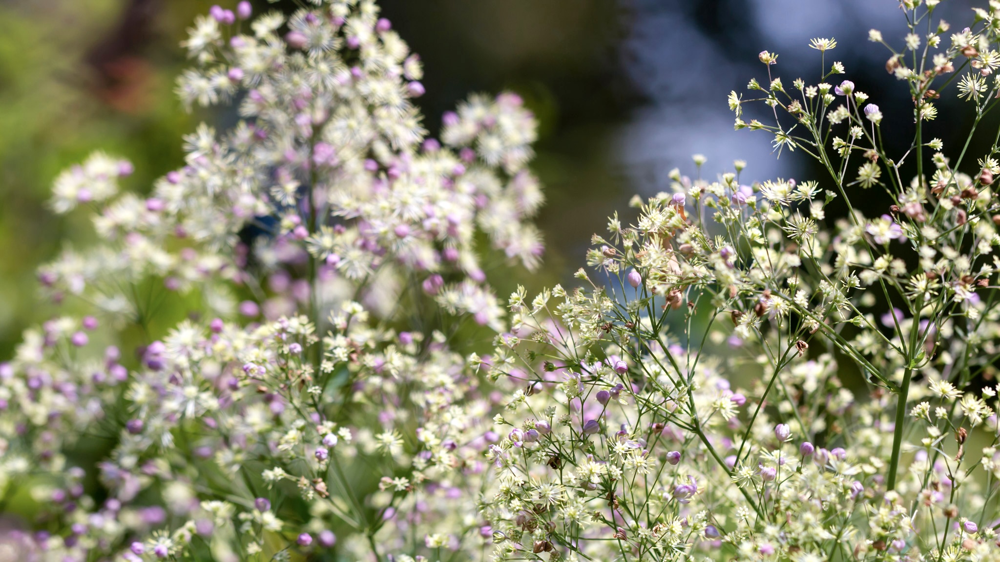 Thalictrum Hybride ‚Elin‘ Schattenstaude