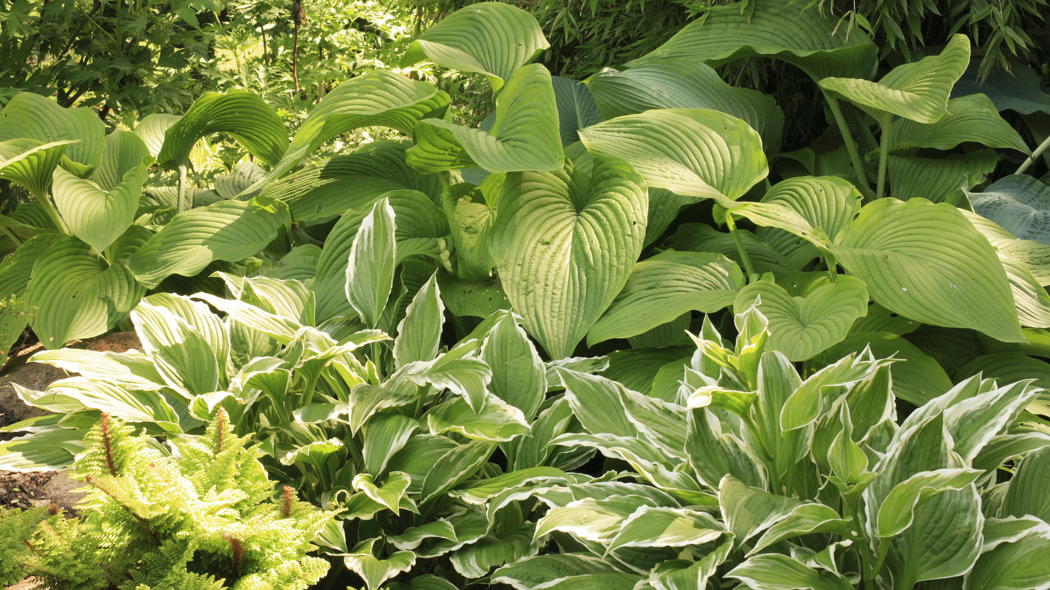 Schattenstauden Funkien