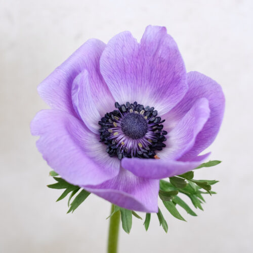 Anemone MIstral Plus Blu