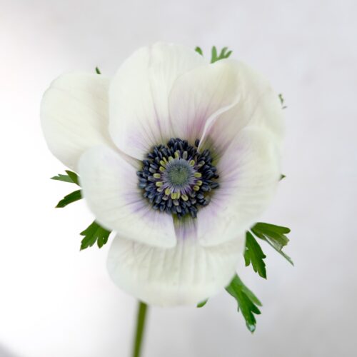 Anemone Mistral Panda