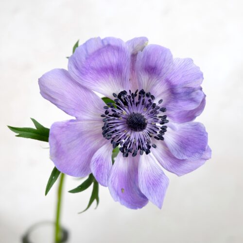Anemone 'Mistral Plus® Azurro'