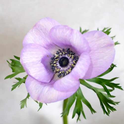 Anemone Mistral Plus Milka
