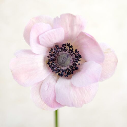 Anemone Mistral Plus Rarity