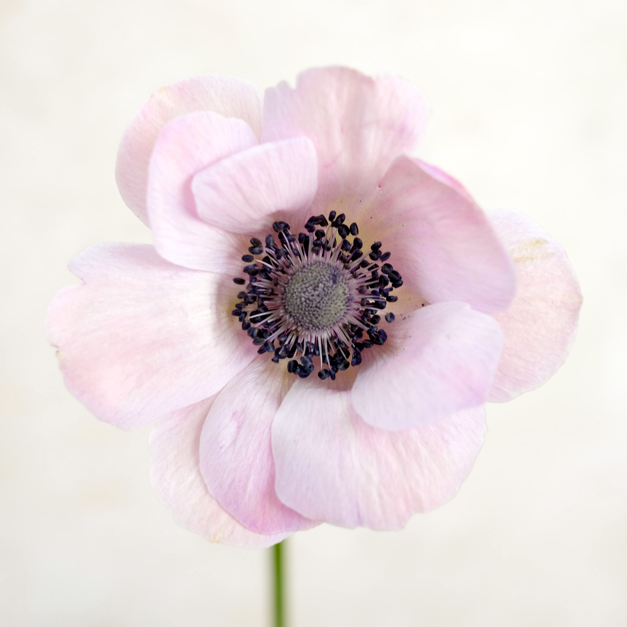 Anemone Mistral Plus Rarity