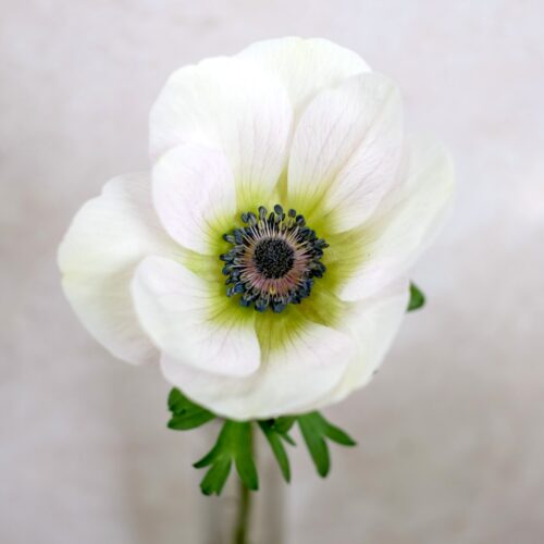 Anemone Mistral Bianco