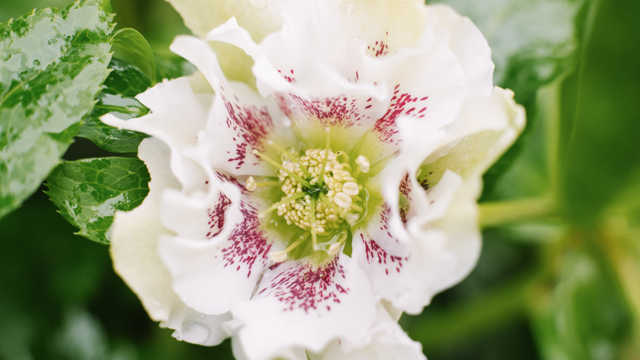 Schattenstaude Lenzrose White Spotted