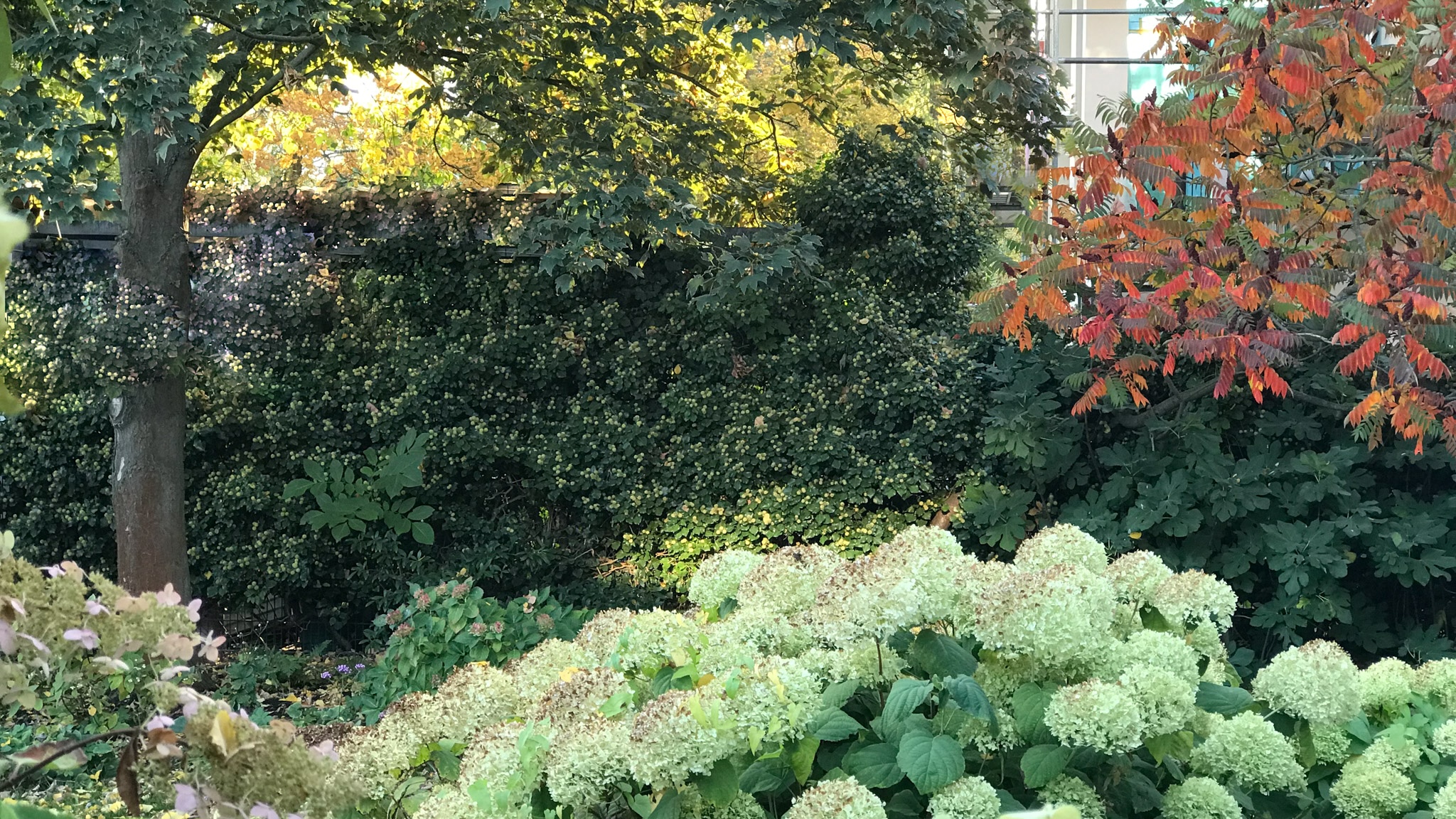 Herbstpflanzung Stauden