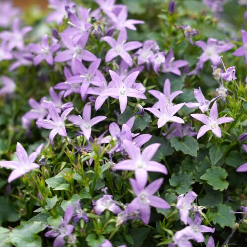 Campanula poscharskyana ‚Lisduggan‘
