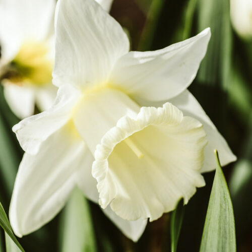 Daffodil (Narcissus) variety Mount Hood blooms in a garden.