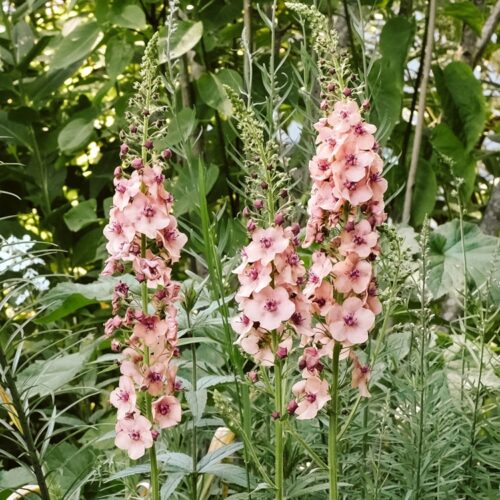 Verbascum Southern Charme