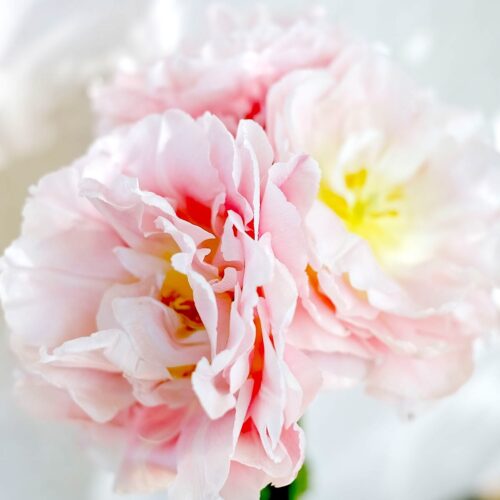 Tulpe Dreamer