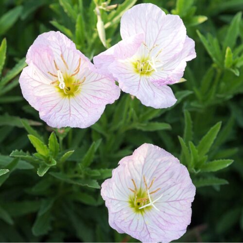 oenothera_speciosa_siskiyou_03
