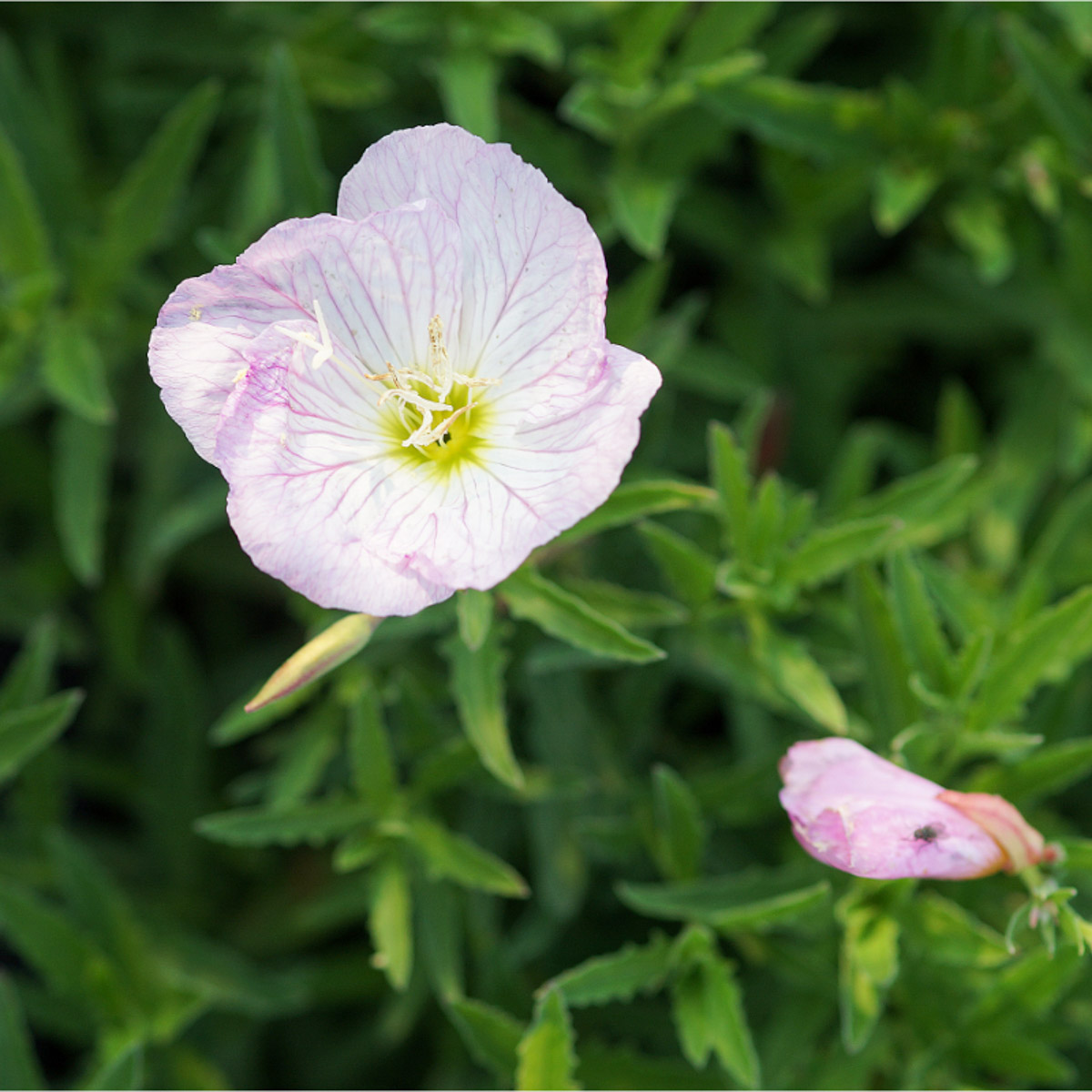 oenothera_speciosa_siskiyou_04