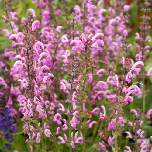 Salvia pratensis 'Rose Rhapsody'