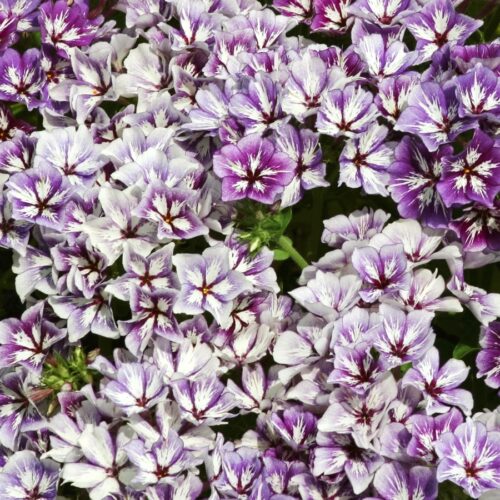 Phlox