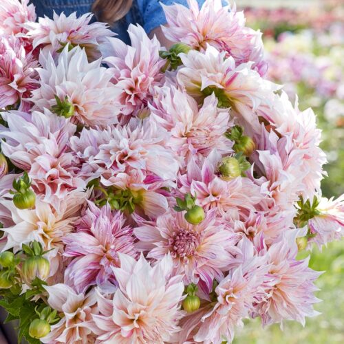 Café au Lait Twist Bouquette