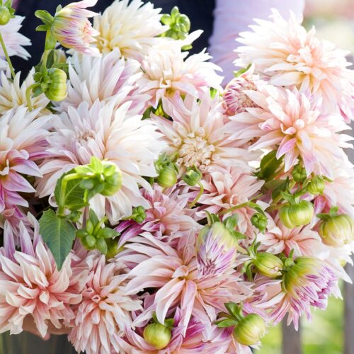 Café de Paris Dahlie