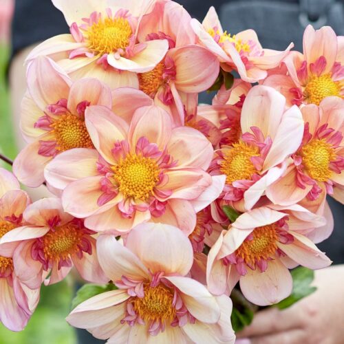 Campus Metier Nature 075A7131 Dahlie