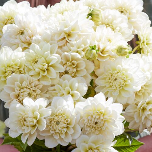 Caramel Antique Bouquette