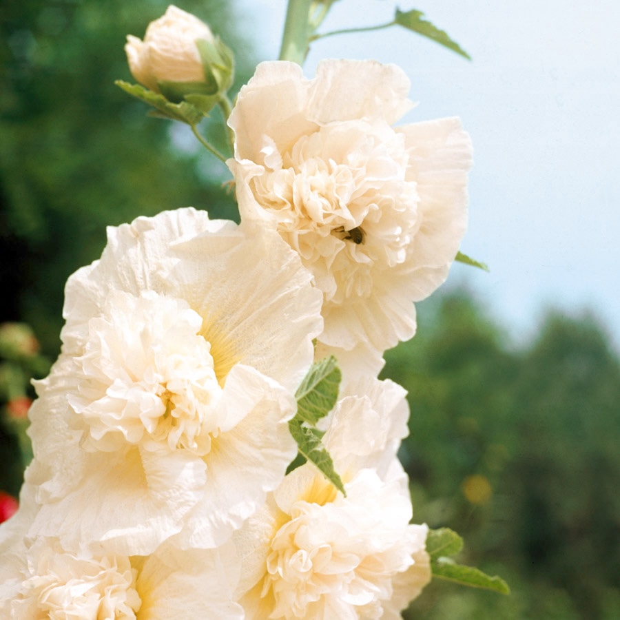 ALCEA ROSEA DOUBLE WHITE