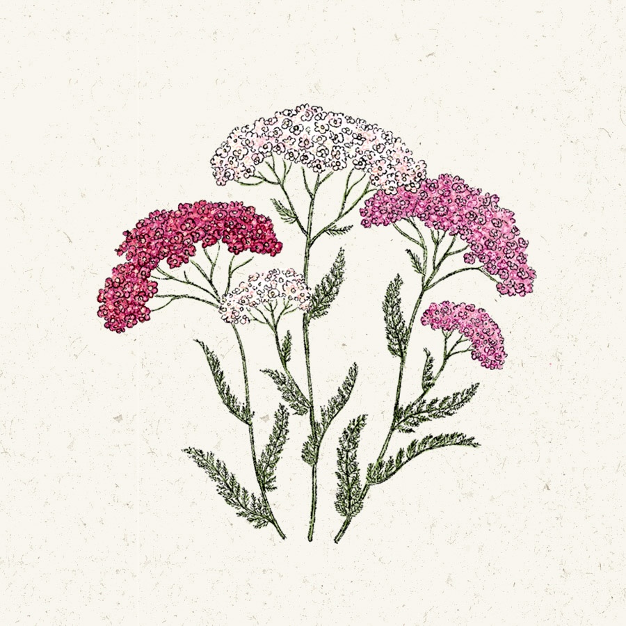 Achillea millefolium 'Summer Berries'