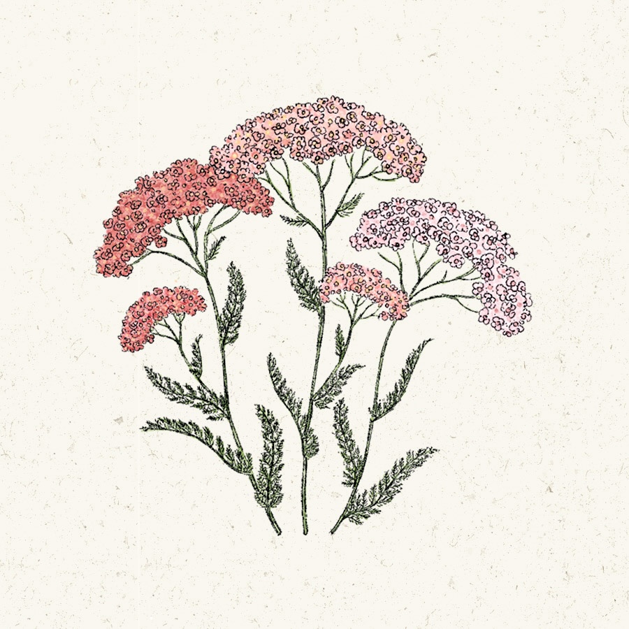 Achillea millefolium 'Summer Pastel'