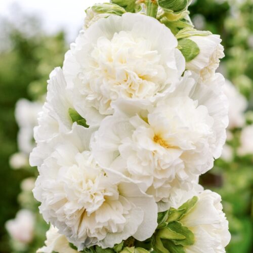 Alcea Rosea, a double form in white. They are popular garden ornamental plant. Also comonly known as Hollyhock. Close up of blooming hollyhock flowers in the garden