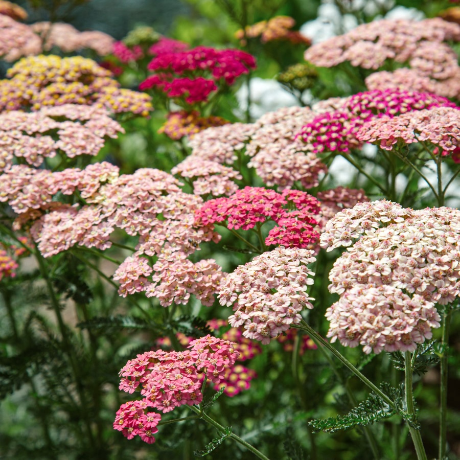 Close-up of pink and red yarrow blossoms with blurry background