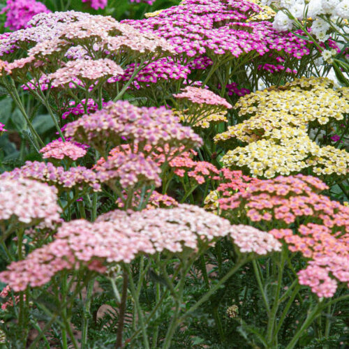 Close-up of pink, white and yellow yarrow blossoms