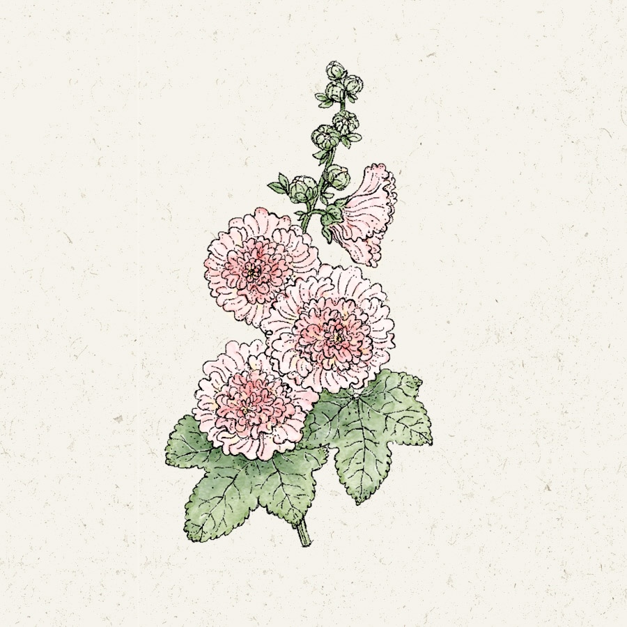 Alcea rosea 'Queeny Salmon'