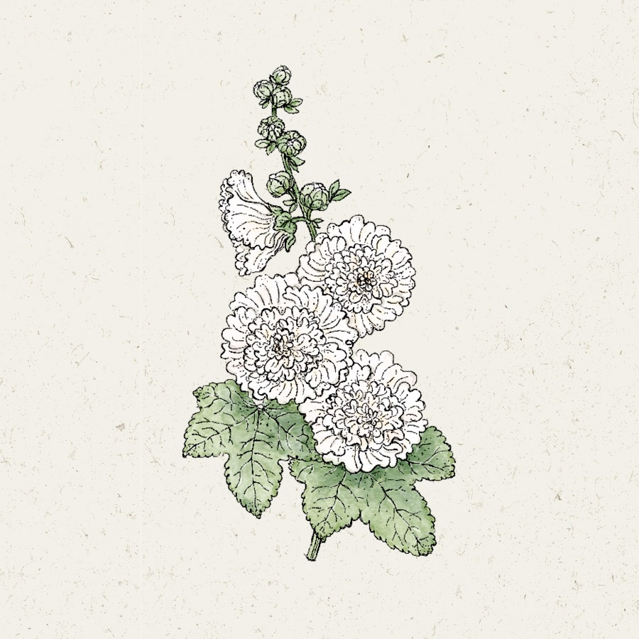 Alcea rosea 'Queeny White'