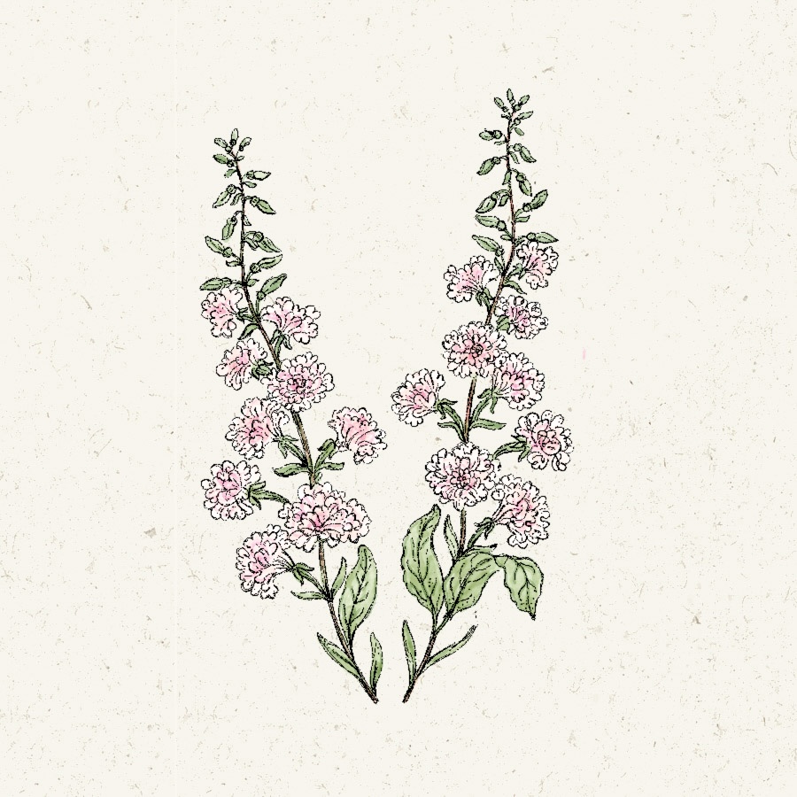 Clarkia unguiculata 'Appleblossom'