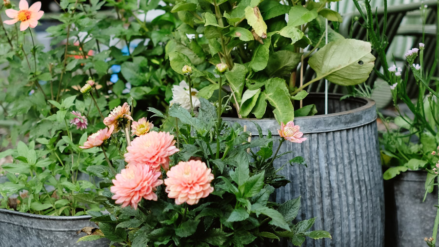 Dahlien in Kübeln Dahlien in Kübeln