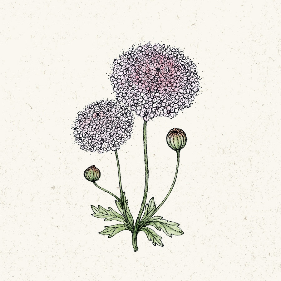 Didiscus caeruleus Lace Pink