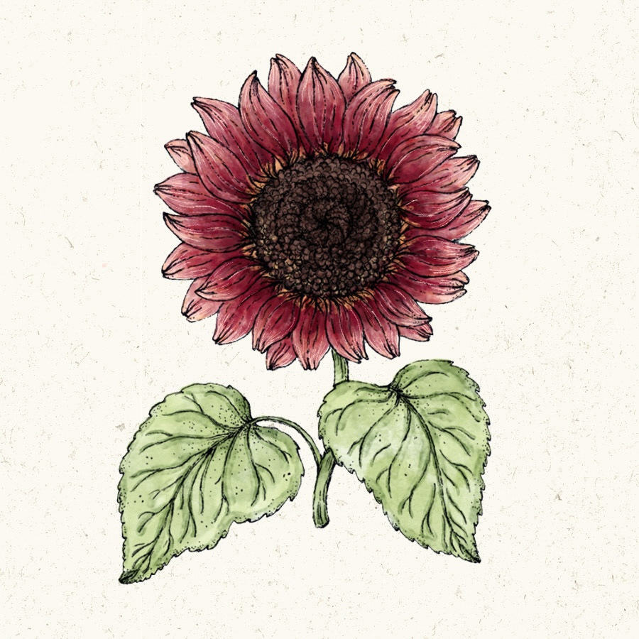 Heliantus annus 'Pro cut Red'