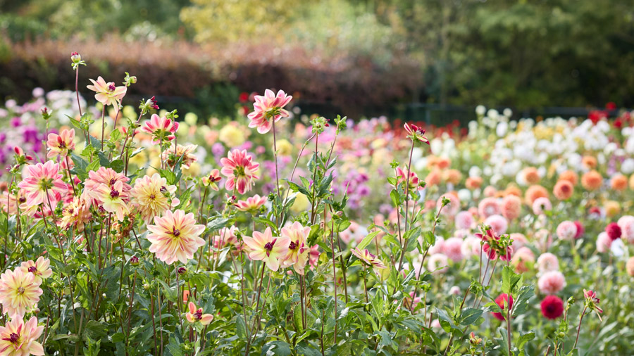 Jora-Dahl-Dahlien_0003_©_S-Rothe Dahlien