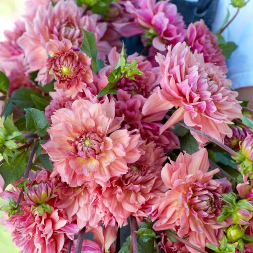 Dahlia 'La Belle Epoque'