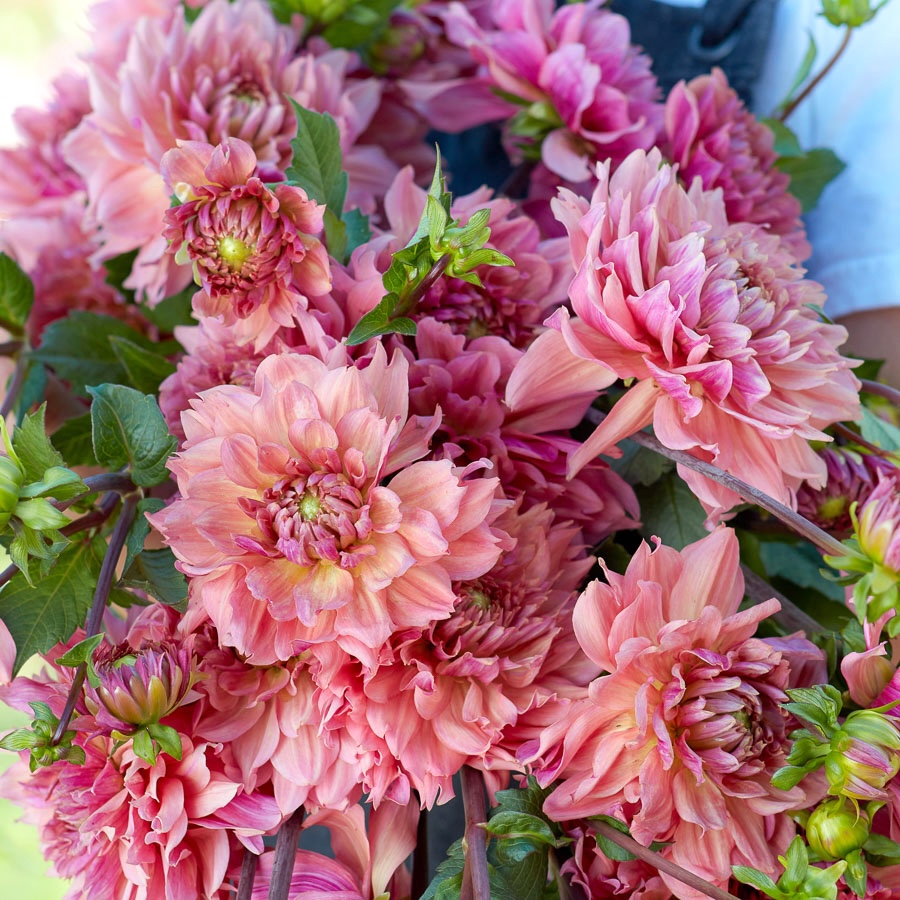 Dahlia 'La Belle Epoque'