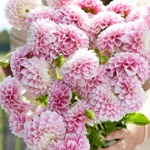 Dahlia 'Marshmallow Baby'